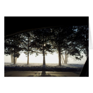 Winter Trees From Car Cards