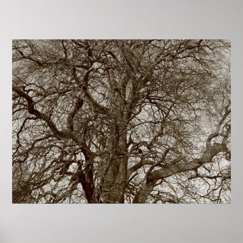Winter Trees in Early Spring _ Sepia Poster