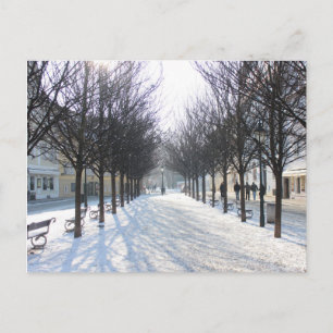 Winter Tree's in Prague (czech republic) Postcard