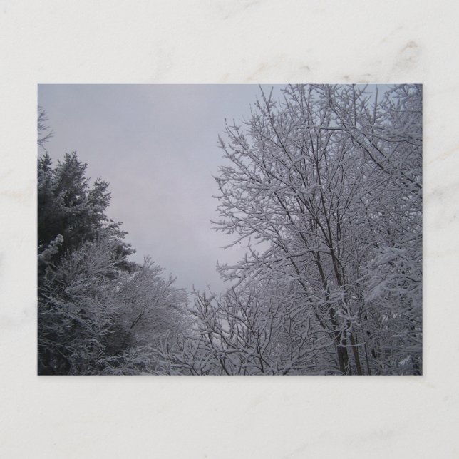 Winter Trees Postcard (Front)