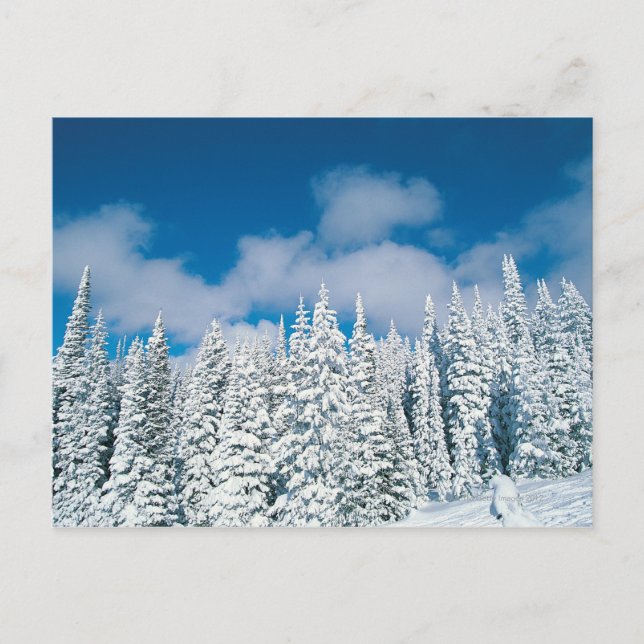 Winter trees, Steamboat, Colorado, USA Postcard (Front)