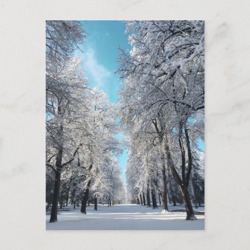 winter walk in the park postcard