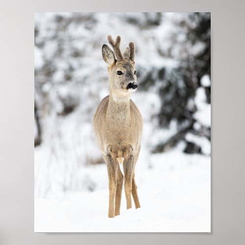 Winter Wanderland Deer Forest Poster