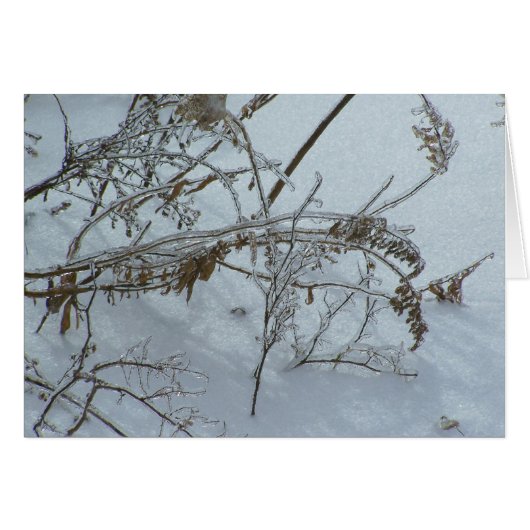 Winter Weeds Cards (Front Horizontal)