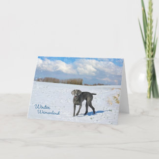 Winter Weimarland Holiday Card