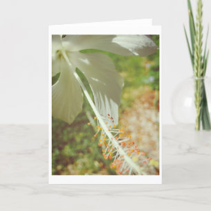 Winter White Hibiscus Note Card <Blank Inside>