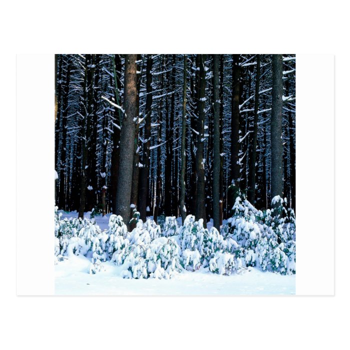 Winter White Pine Trees Pocono Mountains Postcards