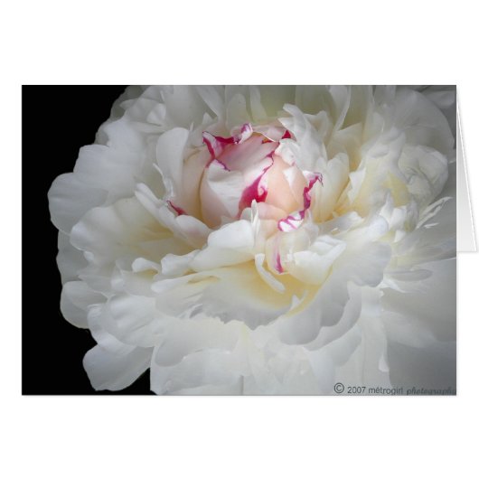 winter-white shiver cards (Front Horizontal)