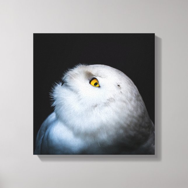 Winter White Snowy Owl Canvas Print (Front)