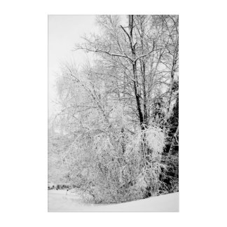 Winter Whites Acrylic Print