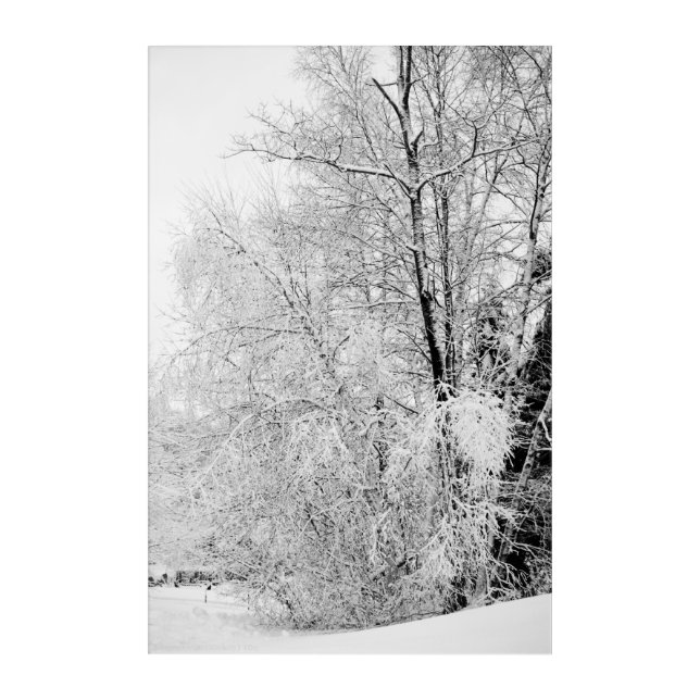 Winter Whites Acrylic Print (Front)
