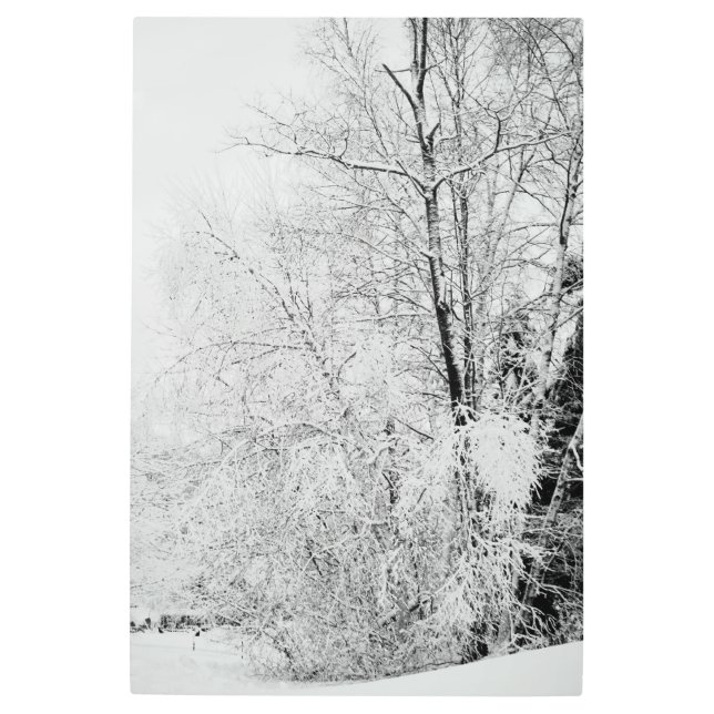 Winter Whites Metal Print (Front)