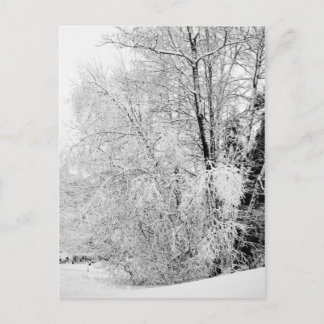 Winter Whites Postcard