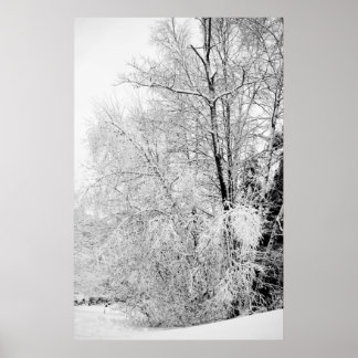 Winter Whites Print