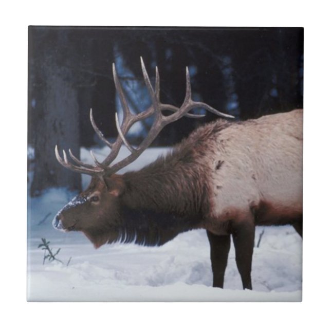 Winter Wildlife With Antlers In The Snow Ceramic Tile (Front)
