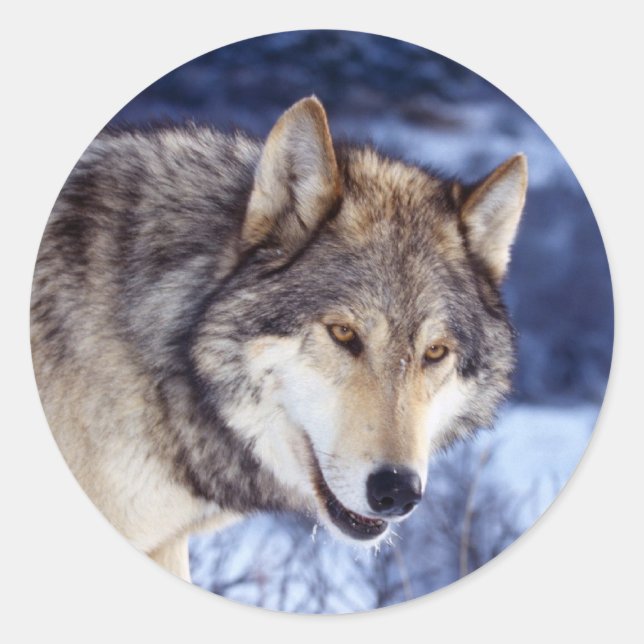 Winter Wolf 2 Classic Round Sticker (Front)