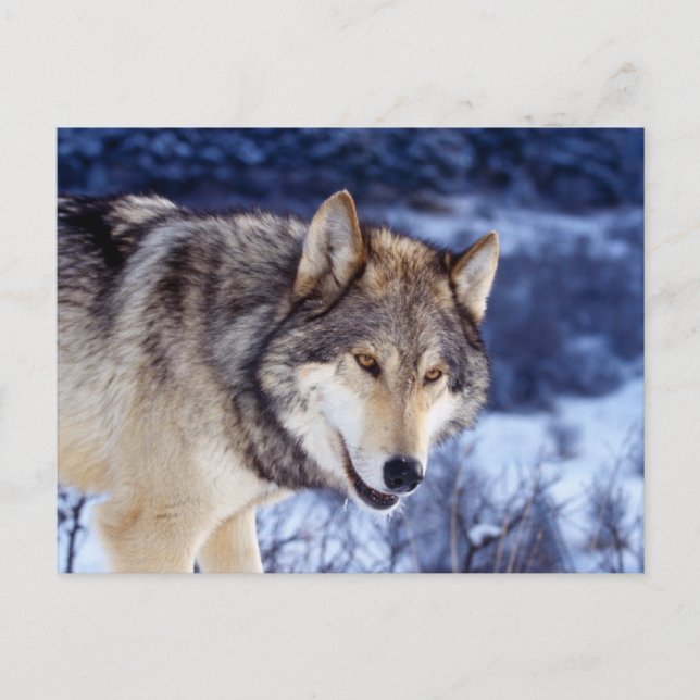 Winter Wolf 2 Postcard (Front)