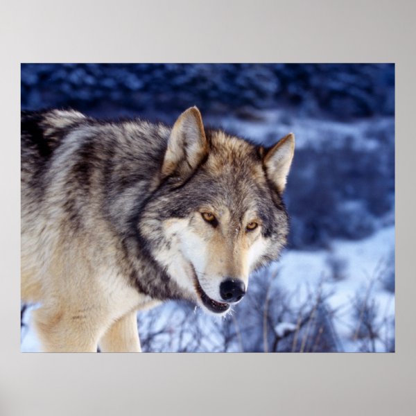 Wolves Posters &amp; Prints | Zazzle