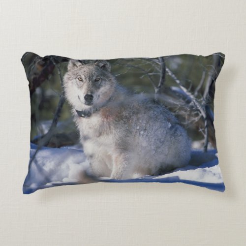 Winter Wolf Decorative Pillow