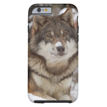 Winter Wolf Iphone 6 Case by iPadGear at Zazzle