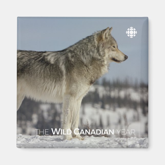 Winter - Wolf Magnet (Front)