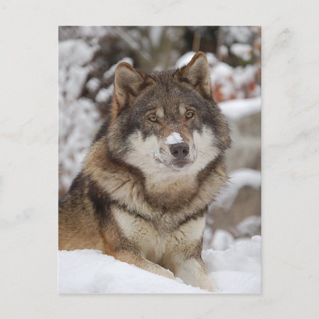Winter Wolf Postcard (Front)