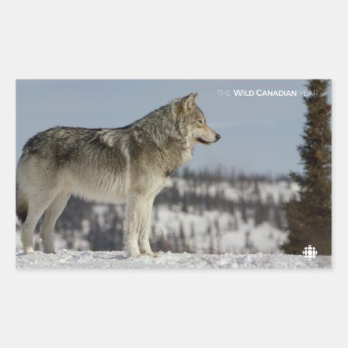 Winter _ Wolf Rectangular Sticker