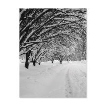 WINTER WONDER