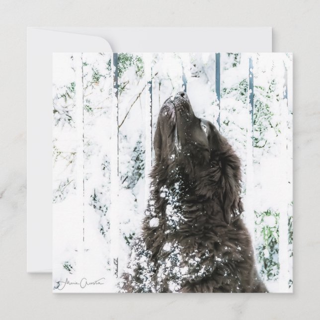 Winter Wonderland Holiday Card (Front)