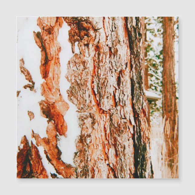 Winter Wonderland in Bend - Oregon  (Front)