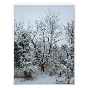 Winter Wonderland Photo Print