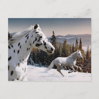 Winter Wonderland Postcard by usmountains at Zazzle