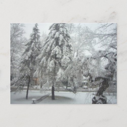 Winter Wonderland Postcard
