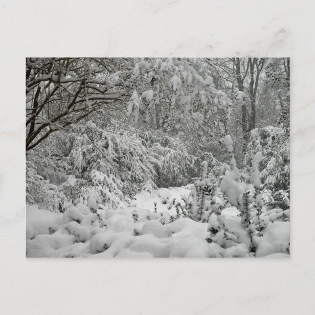Winter Wonderland Woods in the Snow Photo Postcard (Front)