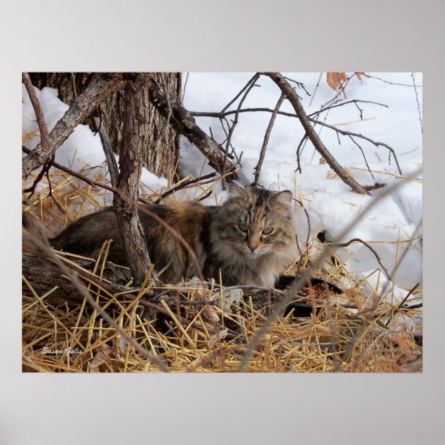 Winter Woodland Feral Cat Print (Front)