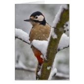 Winter Woodpecker Card (Front)