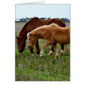 Winter Woolly Horses, (Front)