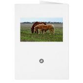 Winter Woolly Horses, Cards (Back)