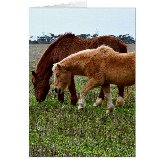 Winter Woolly Horses, Cards (Front)