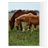Winter Woolly Horses, Cards (Inside (Left))