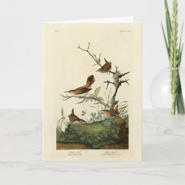 Winter Wren, Rock Wren, Audubon's Birds of America Card (Front)