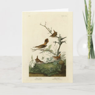 Winter Wren, Rock Wren, Audubon's Birds of America Card
