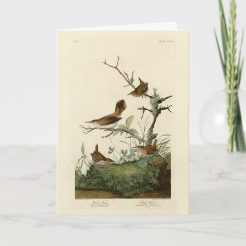 Winter Wren Rock Wren Audubons Birds of America Card