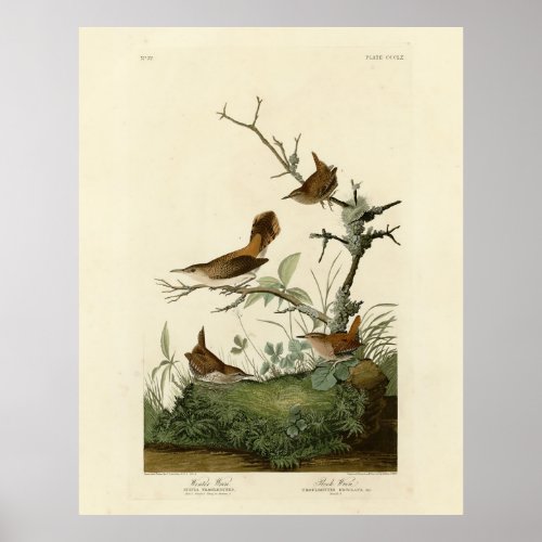 Winter Wren Rock Wren Audubons Birds of America Poster