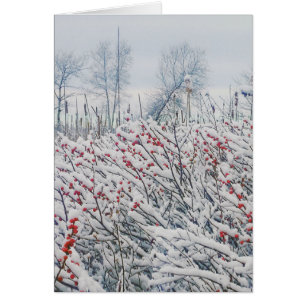 winterberry and cattails cards