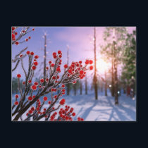 Winterberry in Ice Postcard