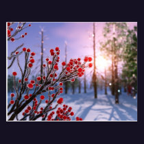 Winterberry in Ice Postcard
