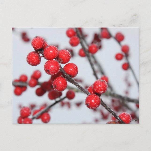 Winterberry Postcard (Front)