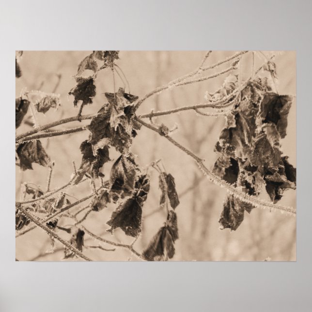 Winter's Chill on the Dead Leaves on a Branch  Poster (Front)