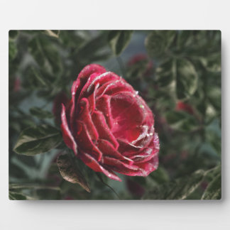 Winter's Parting Gift Photo Plaque
